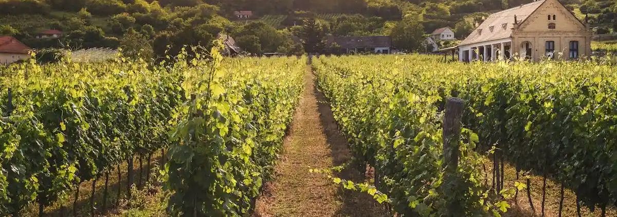 Vino più costoso al mondo