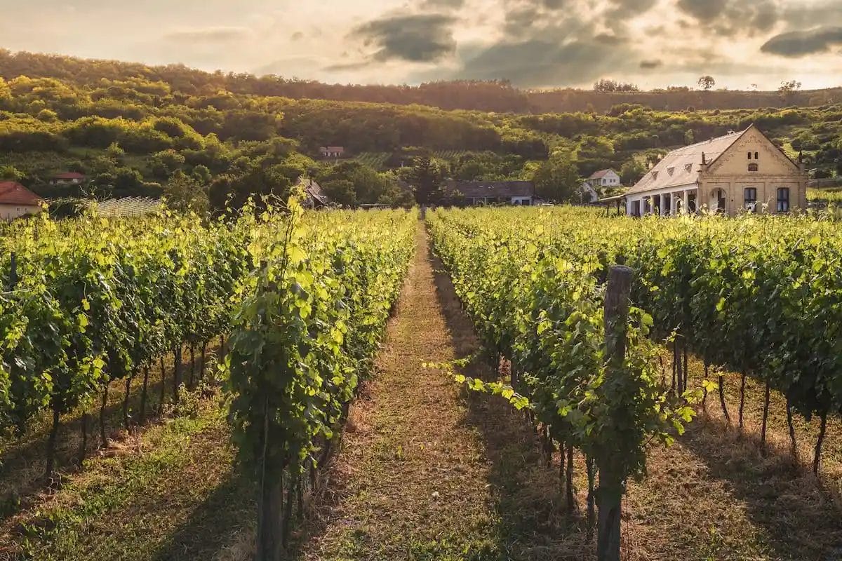champagne più costoso al mondo